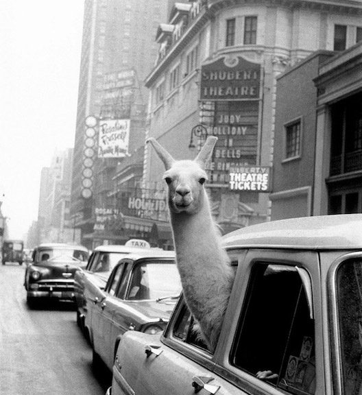 A Llama in Times Square, 1957. © Inge Morath/Magnum Photos